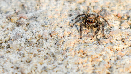 Wolf Spider on the ground
