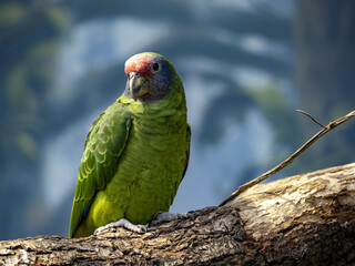 Red tailed Amazon, Amazona brasiliensis, has a beautiful red-blue coloration on the head