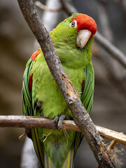 The Cordilleran parakeet, Psittacara frontatus, is a hardy parrot with a large red cockade on its head