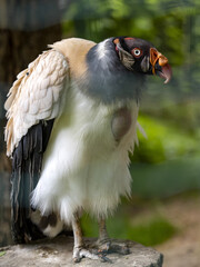 King vulture, Sarcoramphus papa, has a beautiful head color, above the beak, has colorful growths