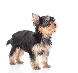 Fliffy Yorkshire Terrier puppy stands in profile and looks away and up. Isolated on white background