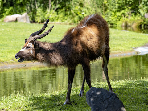 Male West African Sitatunga, Tragelaphus spekei gratus, these jungle antelopes are staying near the water