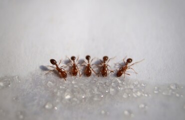 Closeup of Ants While Eating Sugar in Horizontal Orientation
