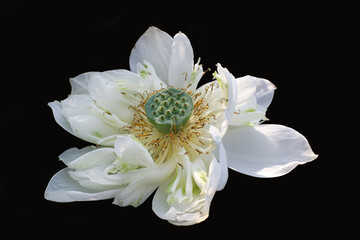 Close up of white lotus isolated on black background
