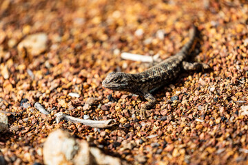 Western Fence Lizard 13