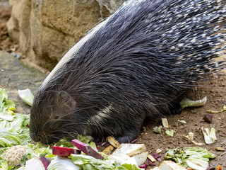 Cape porcupine, Hystrix africaeaustralis, is a herbivorous, eating vegetables on the ground