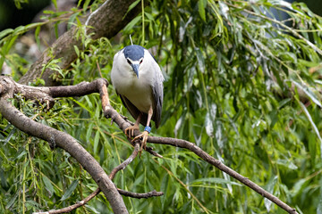 The Black-crowned Night Heron, Nycticorax nycticorax, is a bird with nocturnal activity, staying close to the water