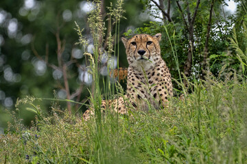 Cheetah, Acinonyx jubatus, is a fast runner, lying on a high hill and observing the surroundings