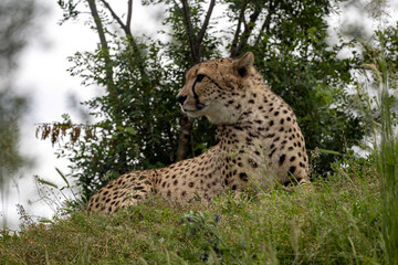 Cheetah, Acinonyx jubatus, is a fast runner, lying on a high hill and observing the surroundings