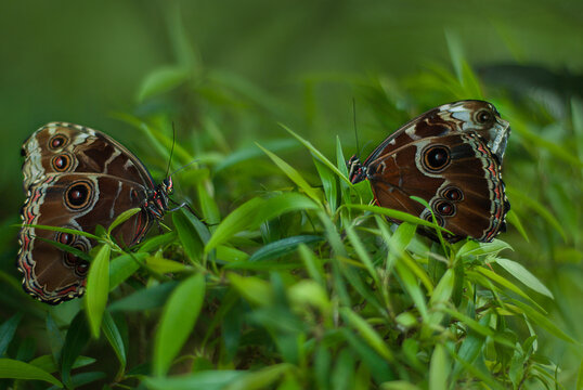 Pair of beautiful tropical Owl Butterfly in green grass, Caligo Memnon mating