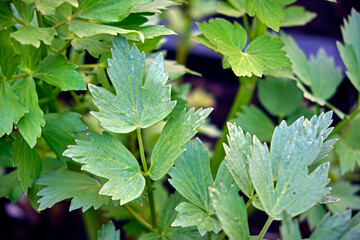 Liebstöckel ( Levisticum officinale ), auch Maggikraut , Lavas oder Lus(t)stock , in der Steiermark vor allem Nussstock.