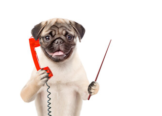 Pug puppy holds old  dial telephone or retro classic phone and points away on empty space. Isolated on white background