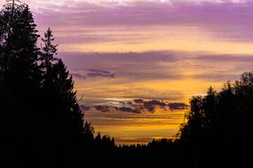 Bright sunset in the forest