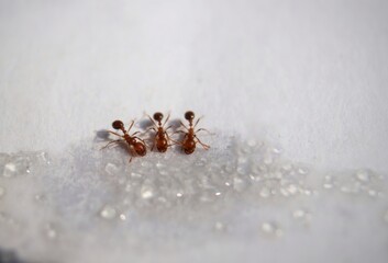 Closeup of Ants While Eating Sugar on White Surface