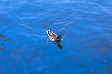 Duck swimming in the blue water