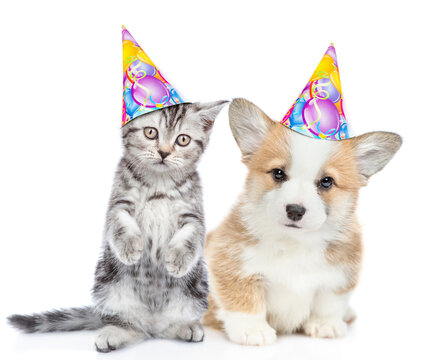 Kitten and corgi puppy wearing party's hats sit and look at camera  together. isolated on white background