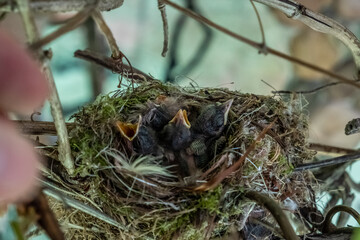 bird nest on a branch
