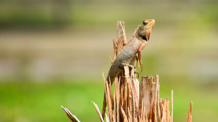Garden Lizard (Calotes versicolor) searching food in jungle