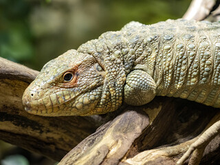 Caiman Lizard, Dracena guianensis,  is a food specialist, feeding mainly on water snails
