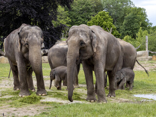 Fototapeta na wymiar The Asian Elephant, Elephas maximus, several months old, is still staying close to its mothers