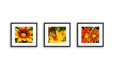 Three frames set with summer flowers pictures, black wooden frameworks isolated on white background