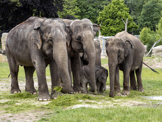 The Asian Elephant, Elephas maximus, several months old, is still staying close to its mothers