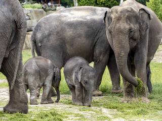 The Asian Elephant, Elephas maximus, several months old, is still staying close to its mothers