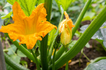 Zucchini blüten