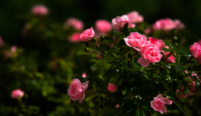 pink bl&uuml;hender rosenstrauch