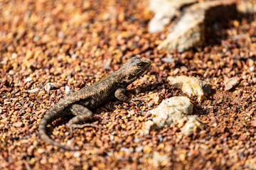 Western Fence Lizard 17