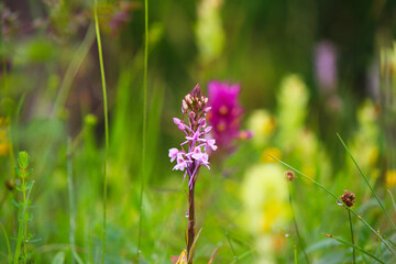 Wild fragant orchid (Gymnadenia conopsea) against lush wildflower meadow in bokeh (Kaiserstuhl, Germany)