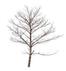 isolated death tree on white background with clipping path