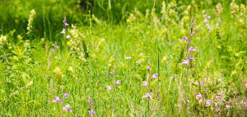 Fototapeta na wymiar Wildflower meadow with wild orchids Red Helleborine (Cephalanthera rubra) growing in the Kaiserstuhl hills (Germany)