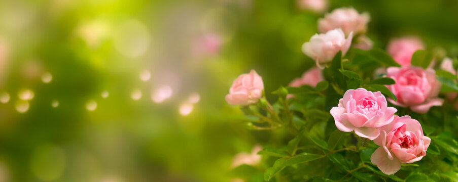rosen vor abstraktem hintergrund