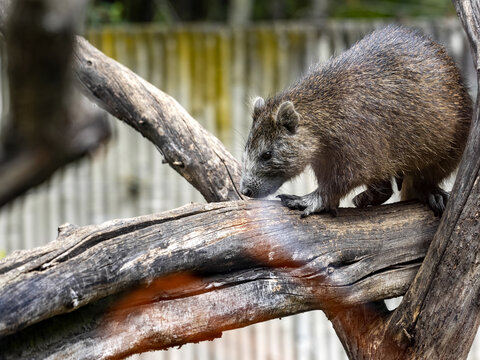 Jutía Bilder Durchsuchen 200 Archivfotos, und Videos