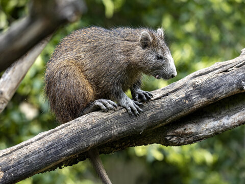 Jutía Bilder Durchsuchen 200 Archivfotos, und Videos