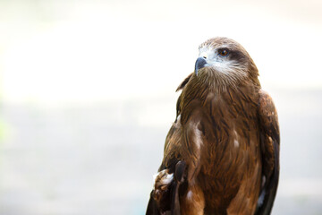 Close-up portrait of an eagle in a park. Bird of prey on a light background. There is a place for copy space