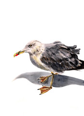 Watercolor illustration of seagull bird standing on her feet with grey shadow. Cute bird on a seaside