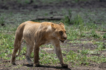 Lions in Selous Game Reserve, Tanzania