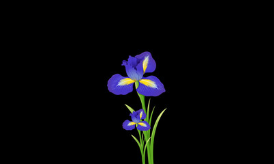 Iris flowers isolated on black background.vector.