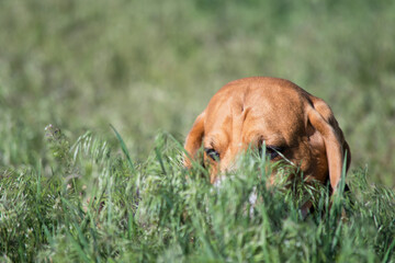 funny beagle dog plays in the summer in the grass in the village