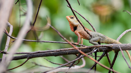 Garden Lizard (Calotes versicolor) searching food in jungle