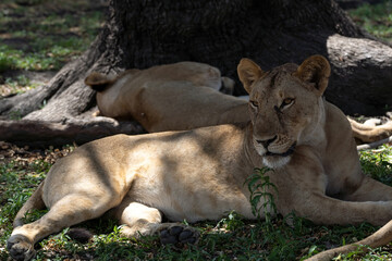 Lions in Selous Game Reserve, Tanzania