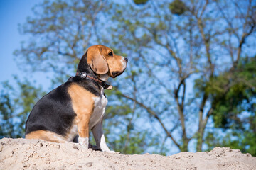 cute beagle dog looks at nature in the village in summer