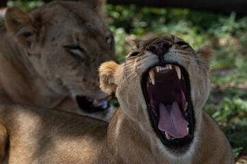 Obraz premium Lions in Selous Game Reserve, Tanzania
