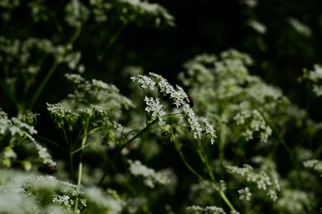 green grass in the wind