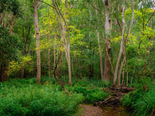 Fototapeta na wymiar Autumnal Woodland Scene with Yellow Leaves