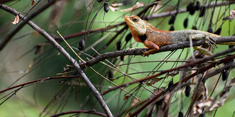 Garden Lizard (Calotes versicolor) searching food in jungle