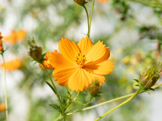 キバナコスモスをマクロで撮影