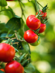 Ripe tomato plant growing in greenhouse. Fresh bunch of red natural tomatoes on a branch in organic vegetable garden. Blurry background and copy space for your advertising text message.